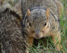 Image result for Sad Squirrel