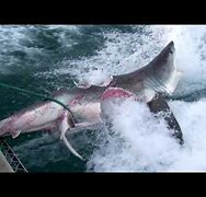 Image result for Great White Shark Fight