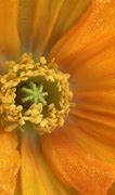 Image result for Apple iPhone 14 Macro Photos