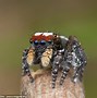 Image result for Outback Spiders