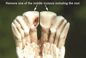 Image result for Deer Incisors