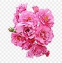 Image result for Soft Pink Rose Clip Art