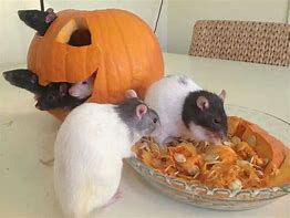 Image result for Cutest Rat Halloween