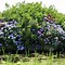 Image result for Hydrangea macrophylla Endless Summer The Original