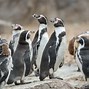 Image result for Chester Zoo Penguins