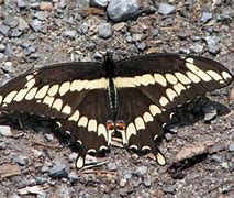 Image result for Largest Insect On Earth