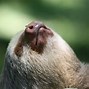 Image result for Sloth with Algae