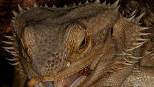 Image result for Holes Bearded Dragon