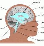 Image result for Brain Progression Meme