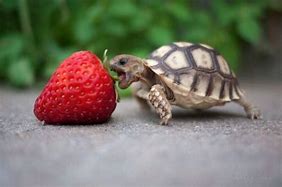 Image result for Cute Little Baby Turtle