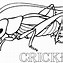 Image result for Cricket Bat Design