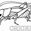 Image result for Cricket Green Coloring Page