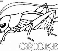 Image result for Cricket for Kids