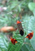 Image result for Japanese Cricket Insect Cartoon