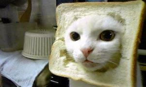 Image result for Cat with Bread Meme
