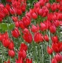 Image result for Tulipa Lizzy