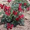 Image result for Dicentra Burning Hearts