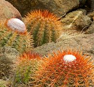 Image result for Aruba Cactus