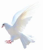 Image result for Dove Flying Transparent Background