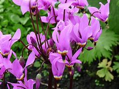 Image result for Dodecatheon meadia