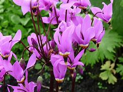 Image result for Dodecatheon meadia Album