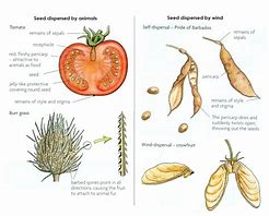 Image result for Seed Dispersal Diagram