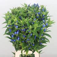 Image result for Gentiana Mystic Blue