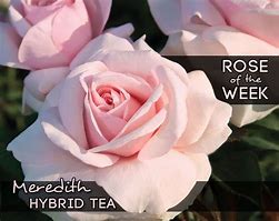 Image result for Meredith Hybrid Tea Rose