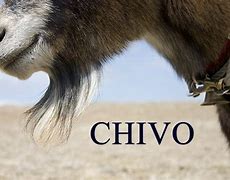 Image result for chivaco