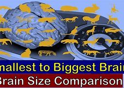 Image result for Brain Sizes Smallest to Largest