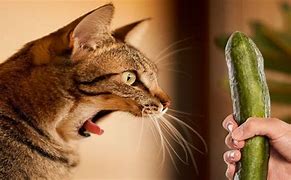 Image result for Funny Cats Cucumber