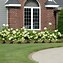 Image result for Hydrangea arborescens Annabelle