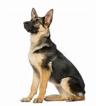 Image result for German Shepherd Dog Sitting