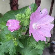 Image result for Lavatera Blushing Bride