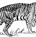 Image result for Tiger Art Drawing