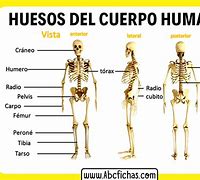 Image result for Clasificacion De Los Huesos