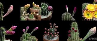 Image result for Cactus Nature Desktop Nexus