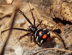Image result for Smallest Latrodectus