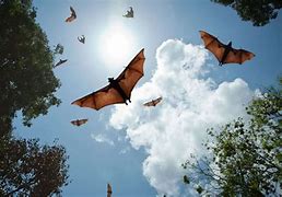 Image result for Bat-Eating Mosquito