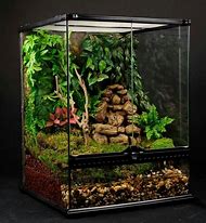 Image result for Frog Terraniums with Infinity Mirror Effect