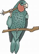 Image result for Parrot and a Crow Clip Art