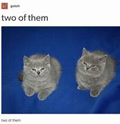 Image result for Cat Memes Appropriate