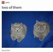 Image result for Can You Find Cat Meme
