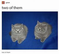 Image result for Cat High Five Drowning Meme