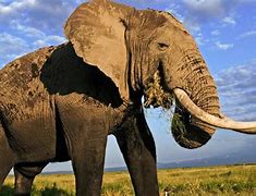 Image result for Elephant Look Like