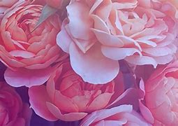 Image result for Pink Orange Gold Rose Background