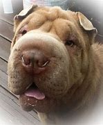 Image result for Chinese Shar Pei Tongue