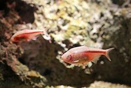 Image result for Cave Fish No Eyes
