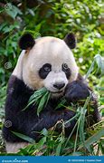 Image result for Cute Panda Eating Bamboo Kiwai