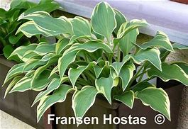 Hosta Dark Star 的图像结果